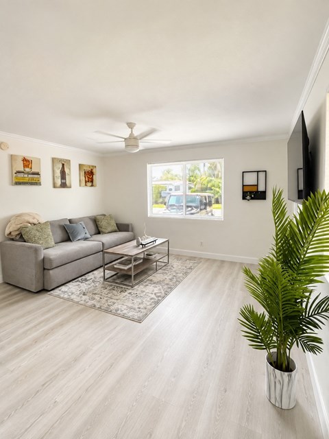 A living room with a grey couch, a coffee table, a plant, and a ceiling fan.