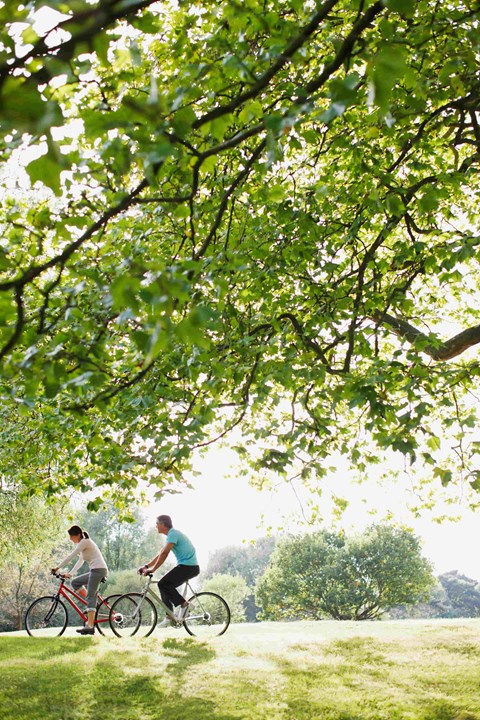 Two people riding bikes under a tree.