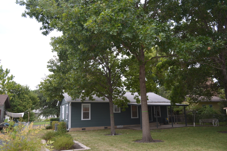 A green house with a white roof and a tree in front.