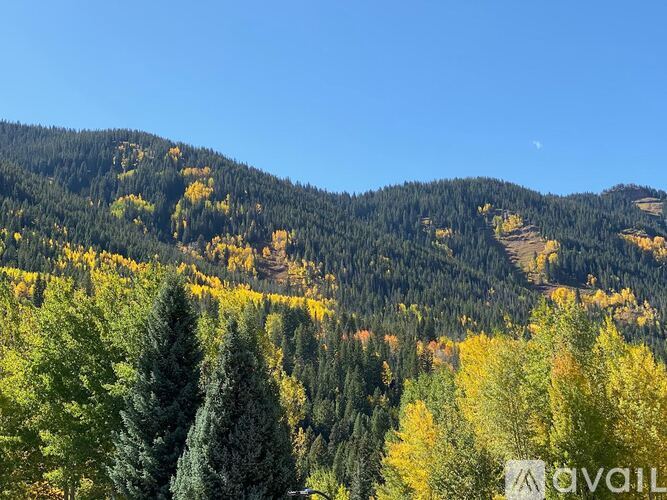 A forest of trees with green, yellow and orange leaves.