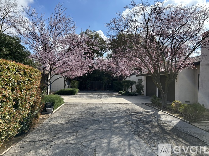 A driveway with a white house and trees with pink flowers.
