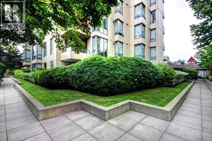 A large green bush is in the middle of a concrete area.