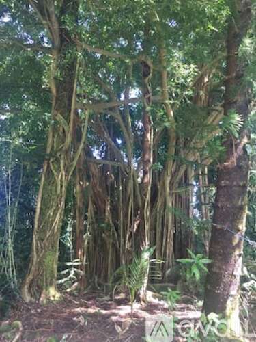 A dense green forest with a variety of trees and plants.