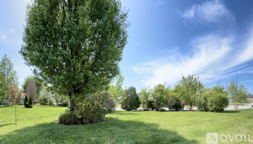 A large tree in the middle of a grassy field.