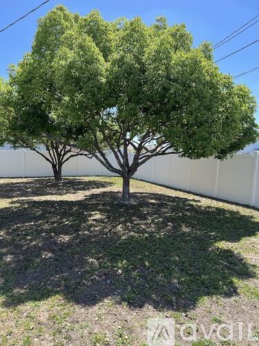Two trees with green leaves are planted in a yard.