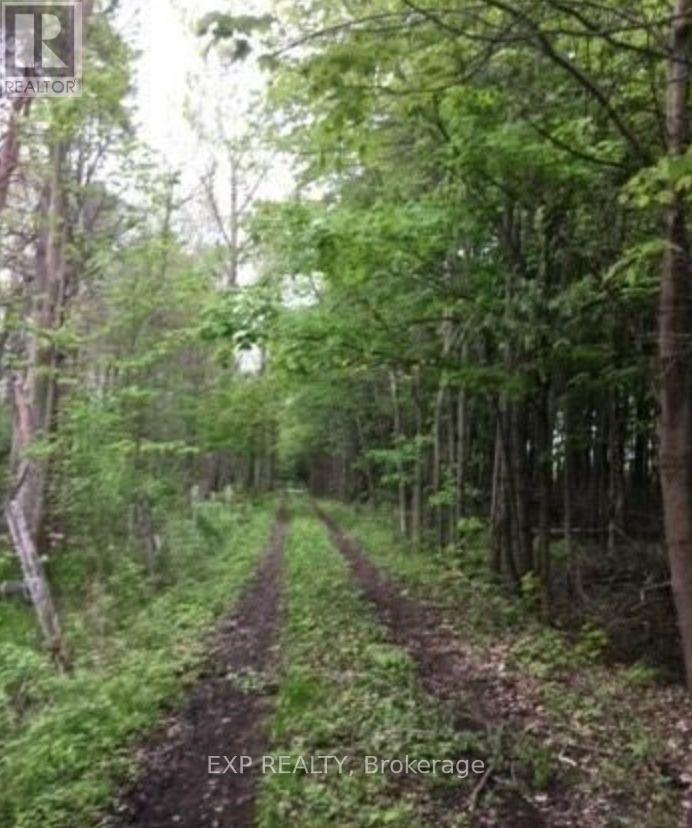 A dirt road in a forest with trees on both sides.