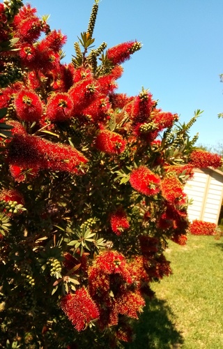 A tree with red flowers is in the foreground with a blue sky in the background.