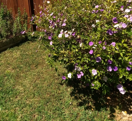 A bush with purple and white flowers is in the foreground.