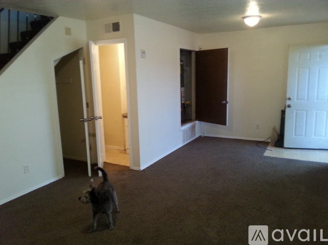 A cat is standing in a room with a carpet floor.