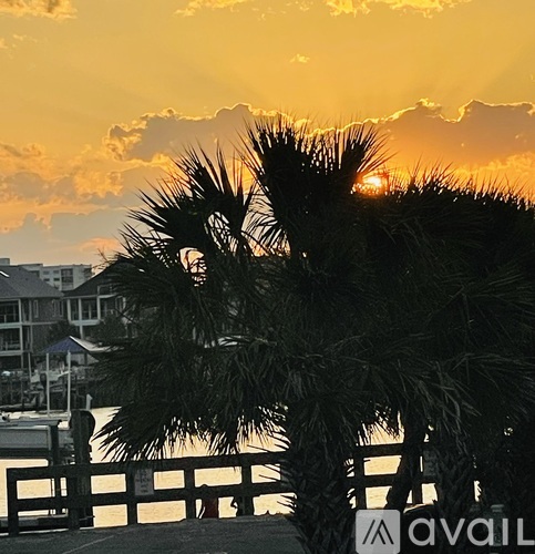 A palm tree stands in front of a sunset with buildings in the background.