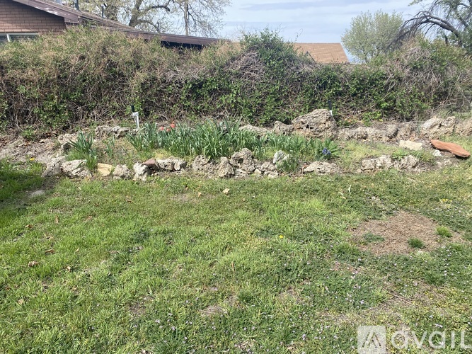 A grassy field with rocks and a few plants.