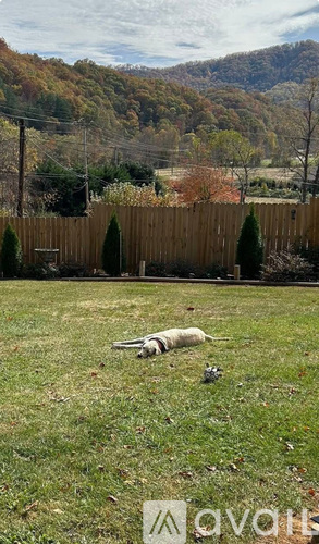 A dog is lying on the grass in a yard with a wooden fence and trees in the background.