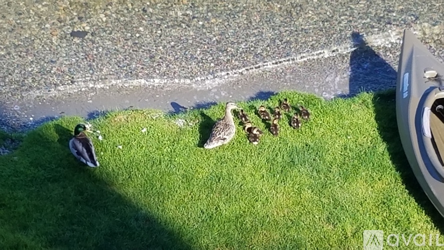 A group of ducks are standing on the grass near a boat.