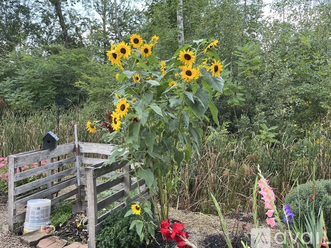 Sunflowers in a garden with a wooden fence and a red flower in the foreground.