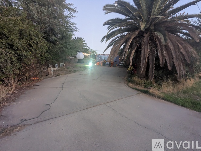 A palm tree is on the right side of the image.