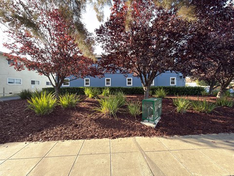 A green trash can sits in front of a row of trees and shrubs.