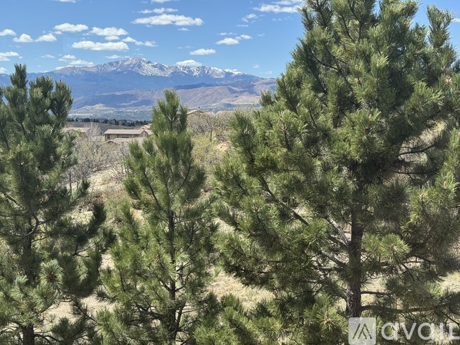 Pine trees in the foreground with mountains in the background.