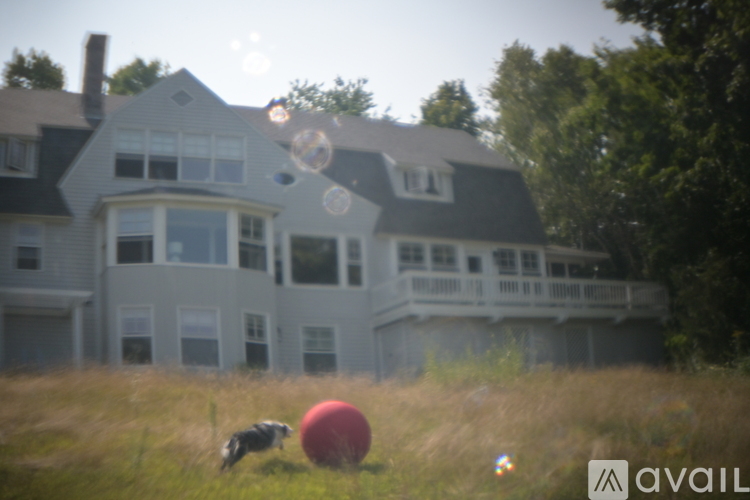 A dog is playing with a red ball in a field.