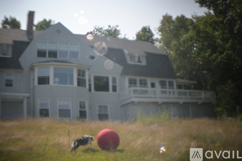 A dog is playing with a red ball in a field.