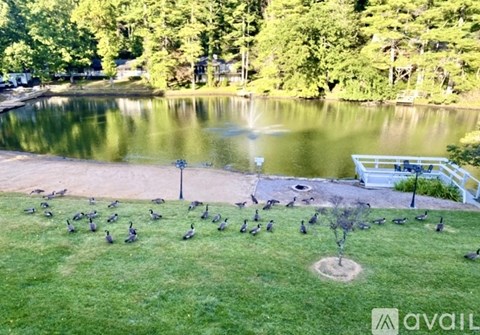 A flock of birds are on a lawn by a pond.