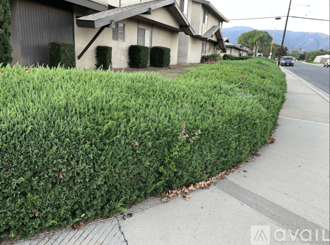 A sidewalk runs along a curb of green shrubbery.