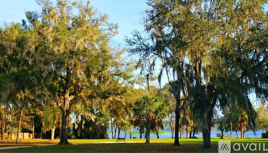 A row of trees with Spanish moss hanging from them.
