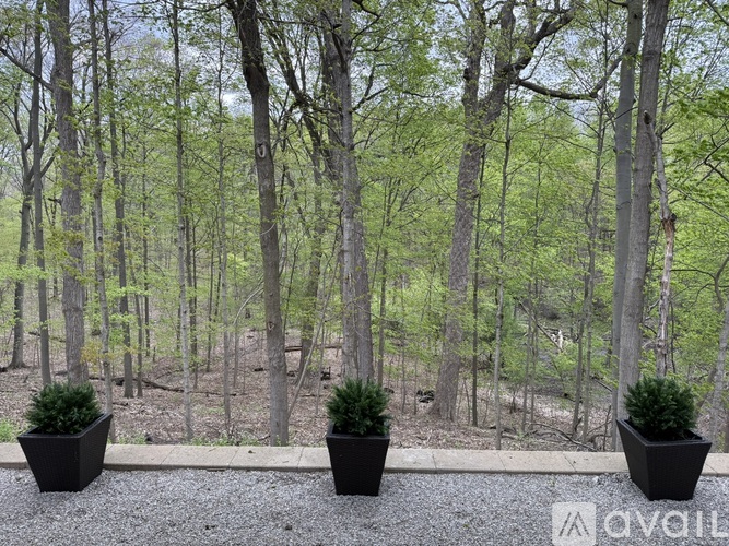 Three potted plants are on a gravel area in front of a forest.