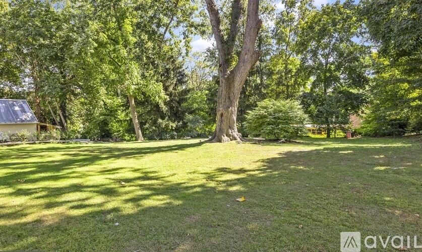 A large tree stands in the middle of a grassy area.