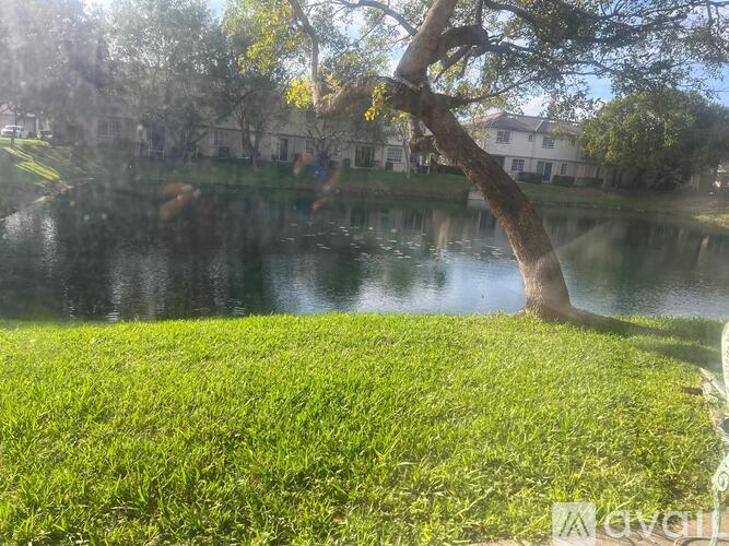 A tree stands in a grassy field next to a body of water.