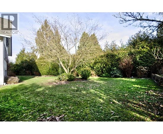 A lush green yard with a tree in the middle.