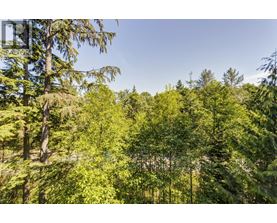 A forest of trees with a clear blue sky above.