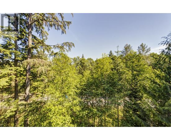 A forest of trees with a clear blue sky above.