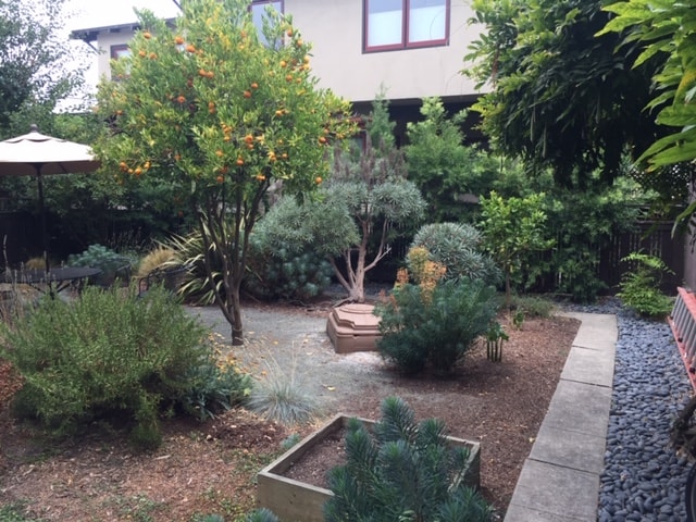 A garden with a variety of plants and trees.