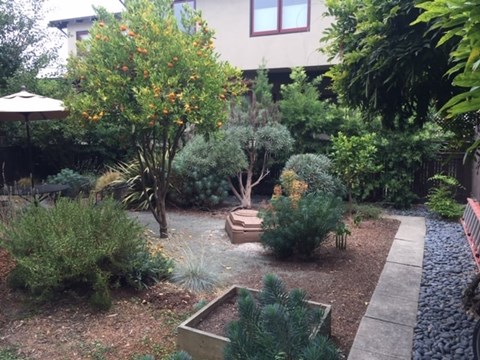 A garden with a variety of plants and trees.