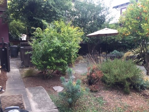 A garden with a variety of plants and a patio umbrella.