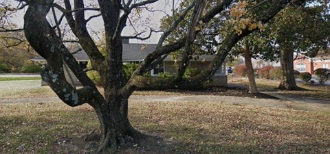 A tree with a mossy branch in the foreground with a building in the background.