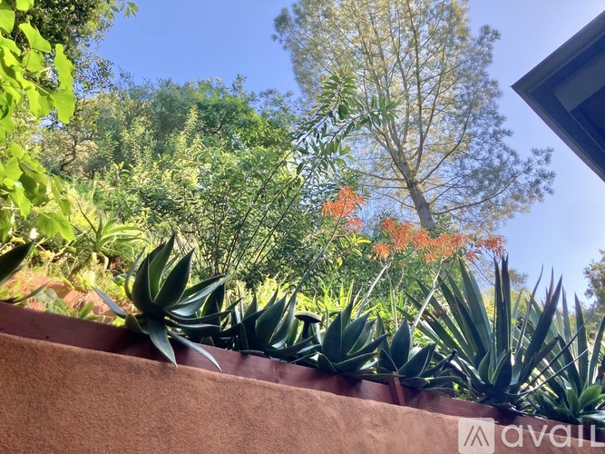 A garden with a variety of plants and trees.