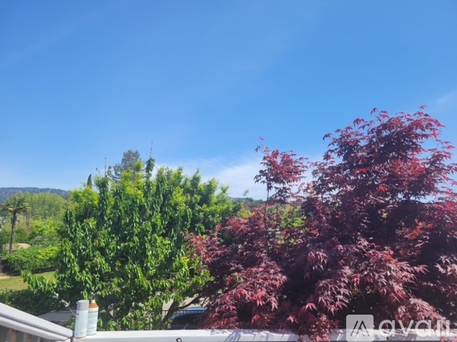 A tree with red leaves is in the foreground of a sunny day.