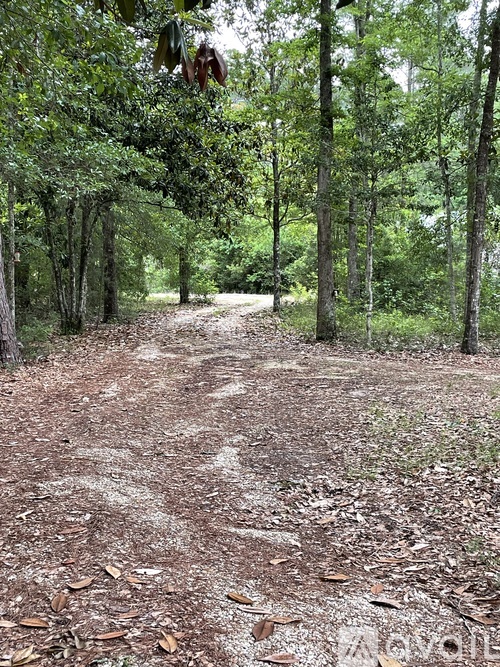 A dirt path in the middle of a forest.