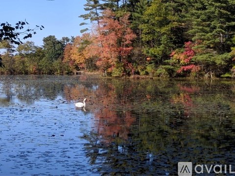 A swan is swimming in a lake surrounded by trees with autumn leaves.