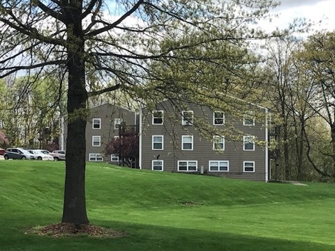 A tree stands in front of apartment buildings.