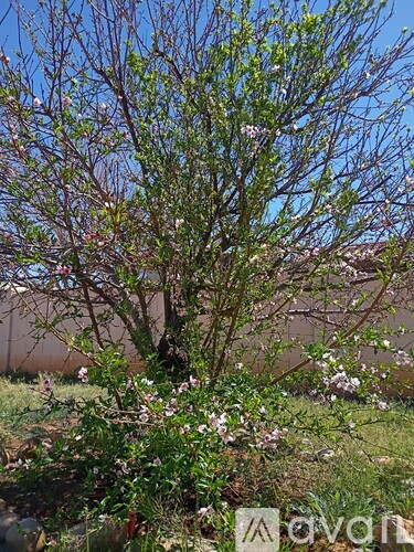 1719 CaminoPacifico 3 Beds Single Family Home for Rent - Photo gallery 4