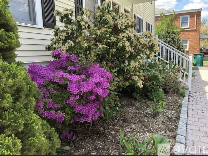 A garden with a purple flower in the foreground.