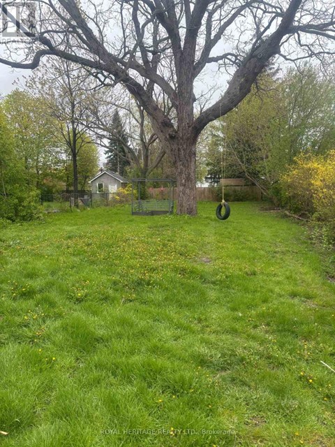 A large tree stands in a grassy yard.