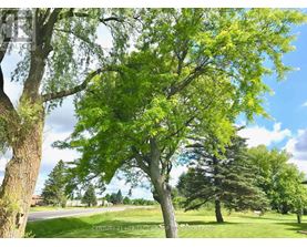 A tree with green leaves stands in the foreground of a grassy field.