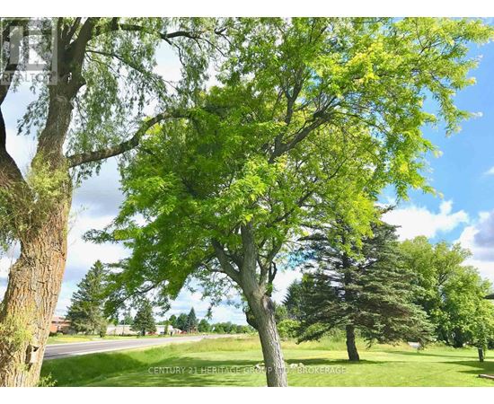 A tree with green leaves stands in the foreground of a grassy field.