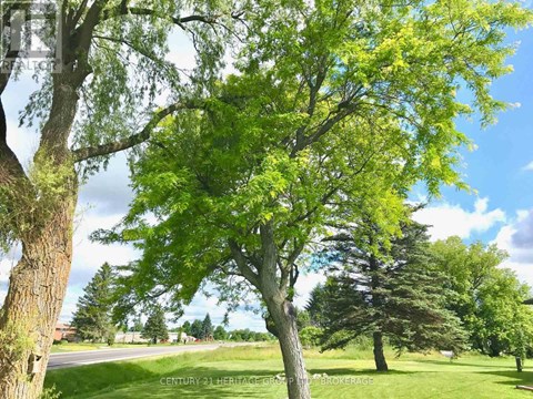 A tree with green leaves stands in the foreground of a grassy field.