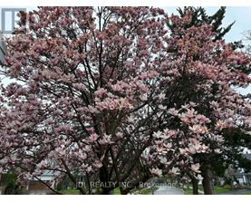 A tree with pink blossoms is in the foreground with a building in the background.