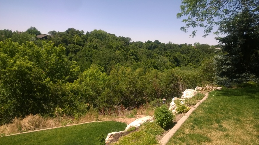 A lush green forest with a clear blue sky above.