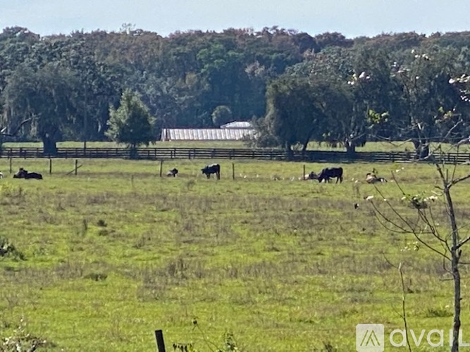Cows grazing in a green field with trees and a white building in the background.